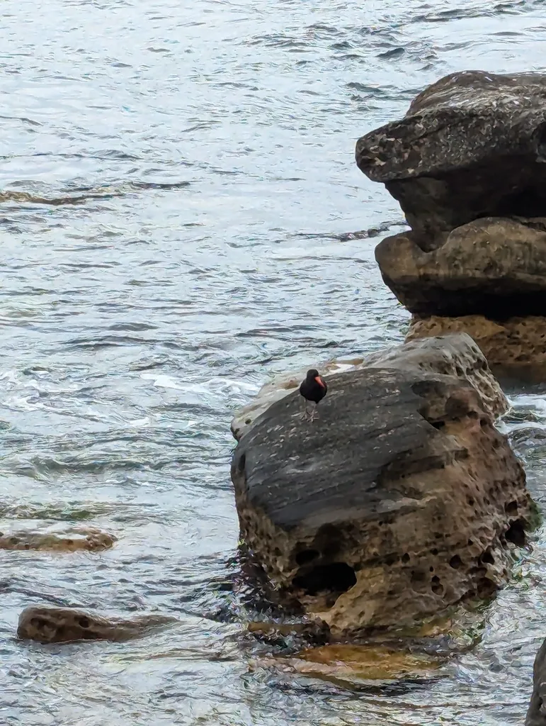 澳洲黑蛎鹬(Haematopus fuliginosus)