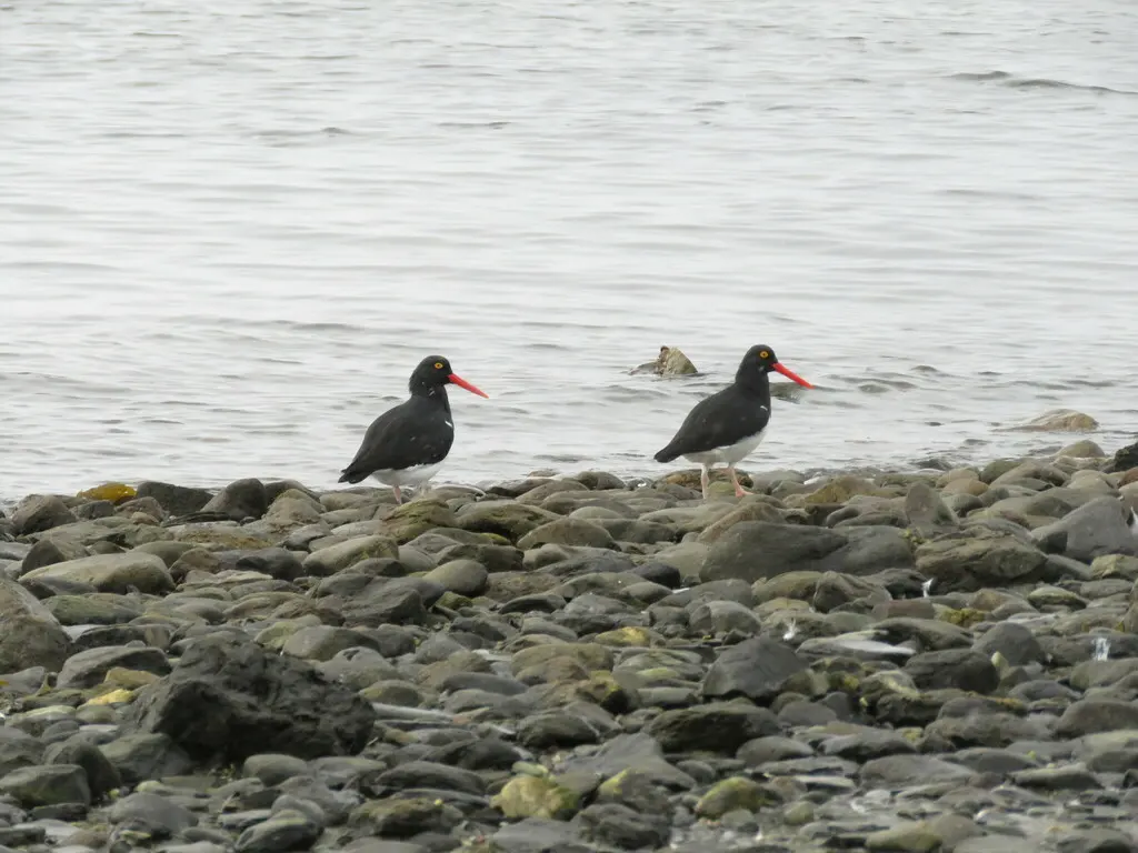 智利蛎鹬(Haematopus leucopodus)
