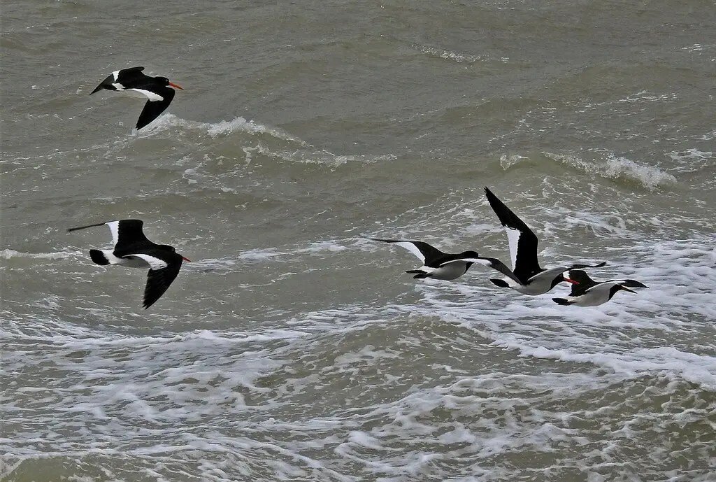 智利蛎鹬(Haematopus leucopodus)