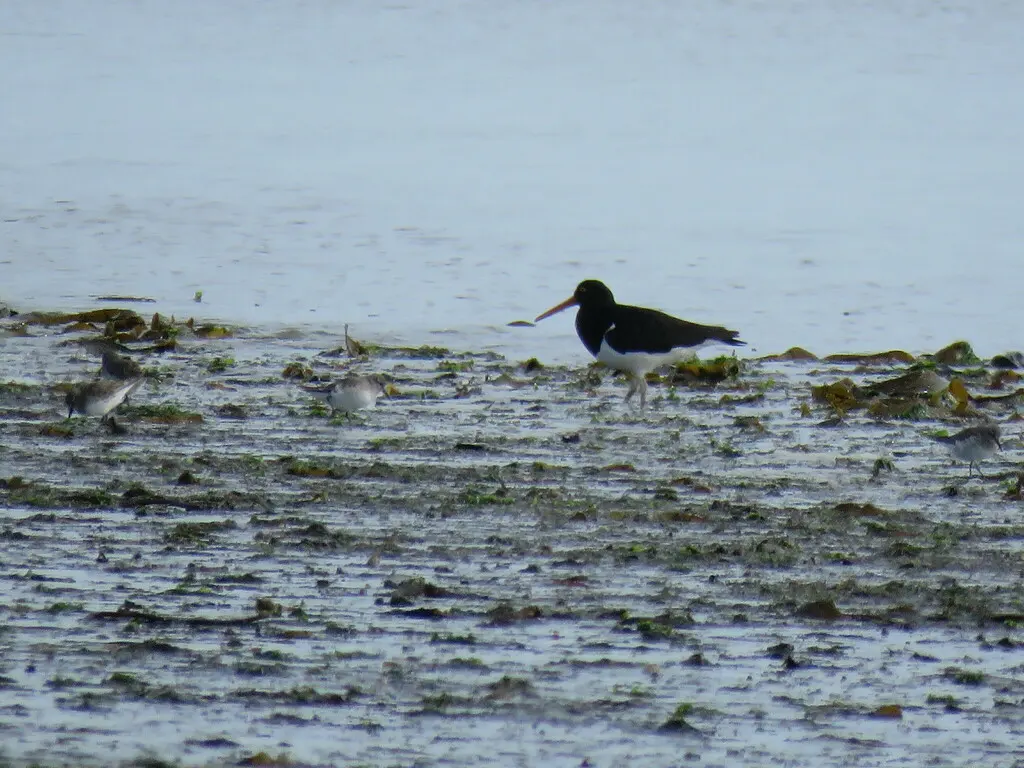 智利蛎鹬(Haematopus leucopodus)