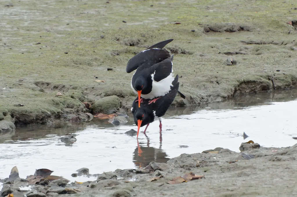 澳洲斑蛎鹬(Haematopus longirostris)