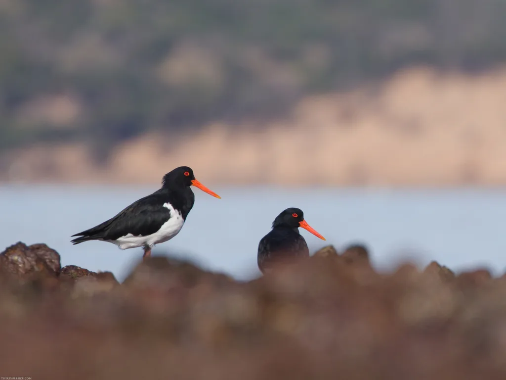 澳洲斑蛎鹬(Haematopus longirostris)