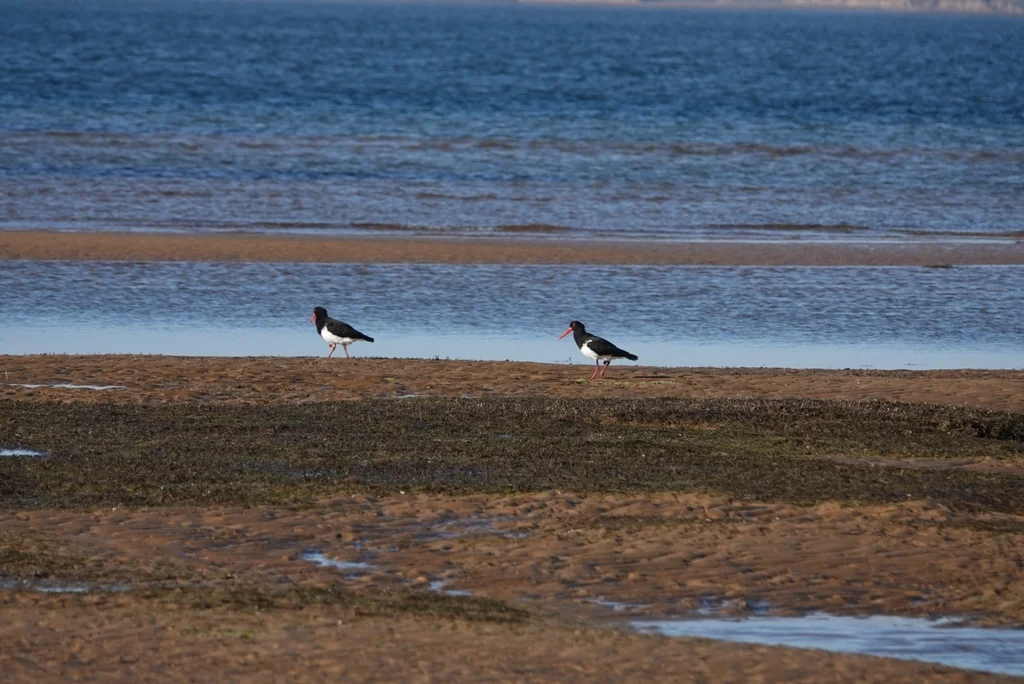 澳洲斑蛎鹬(Haematopus longirostris)