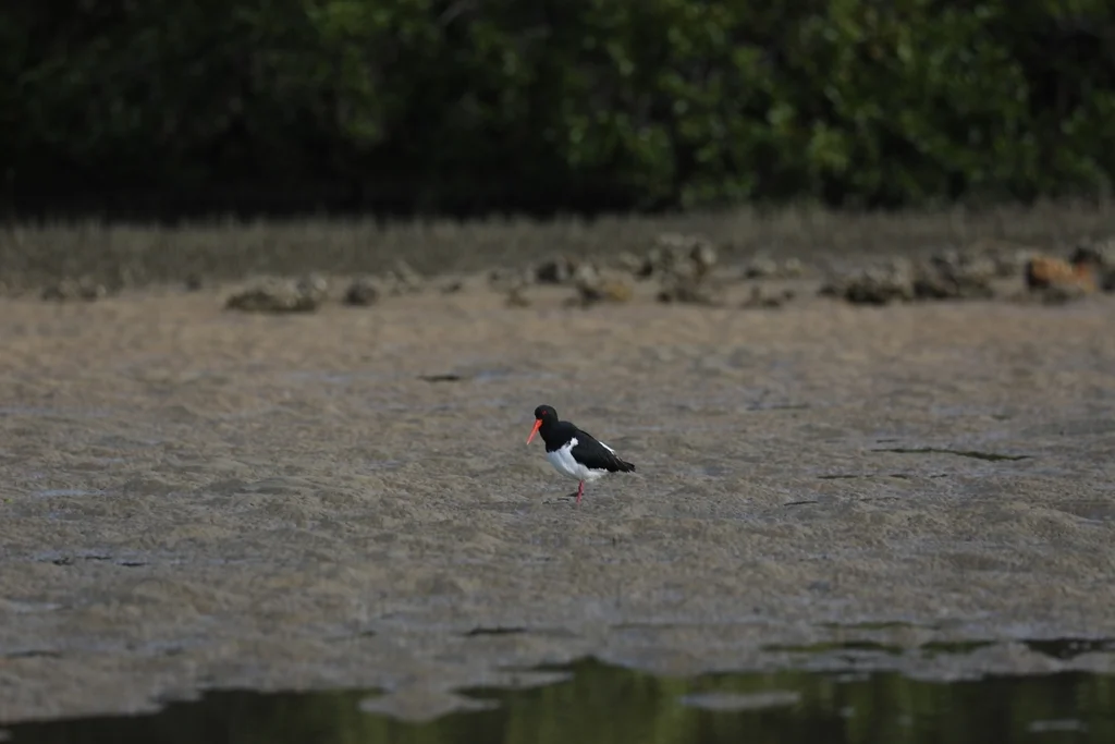 澳洲斑蛎鹬(Haematopus longirostris)