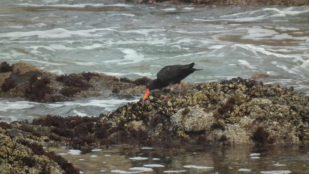 非洲黑蛎鹬(Haematopus moquini)