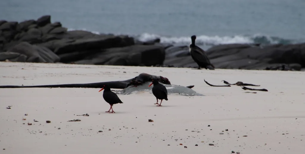 非洲黑蛎鹬(Haematopus moquini)