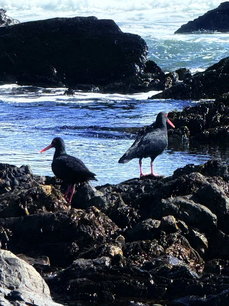 非洲黑蛎鹬(Haematopus moquini)