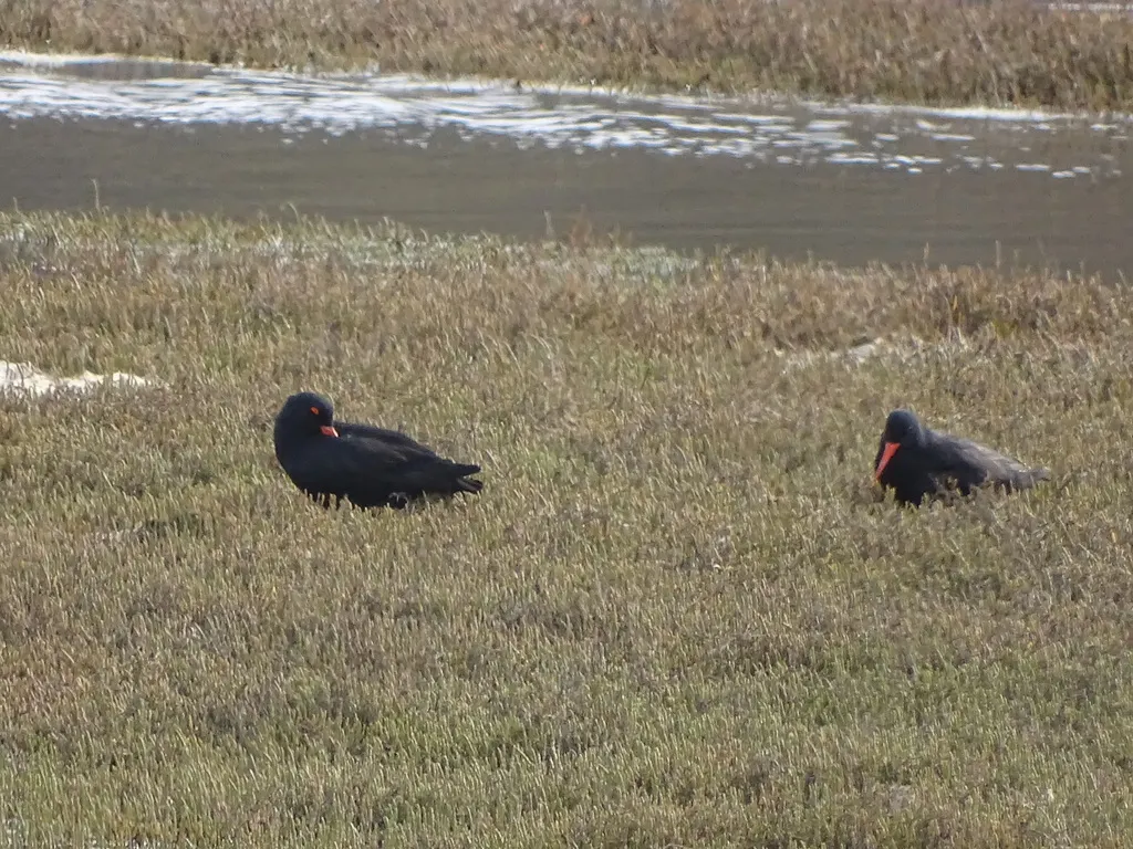 非洲黑蛎鹬(Haematopus moquini)
