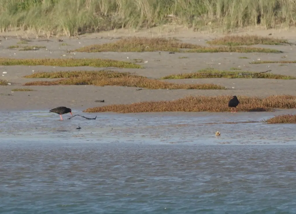 非洲黑蛎鹬(Haematopus moquini)