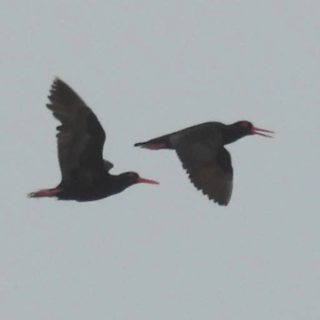 非洲黑蛎鹬(Haematopus moquini)