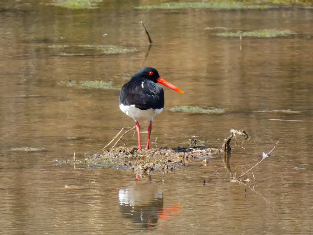 蛎鹬(Haematopus ostralegus)