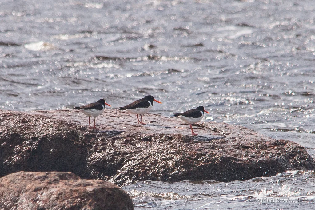 蛎鹬(Haematopus ostralegus)
