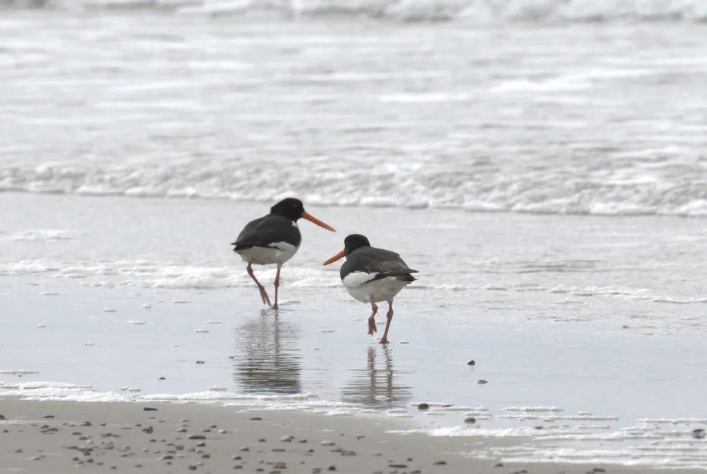 蛎鹬(Haematopus ostralegus)