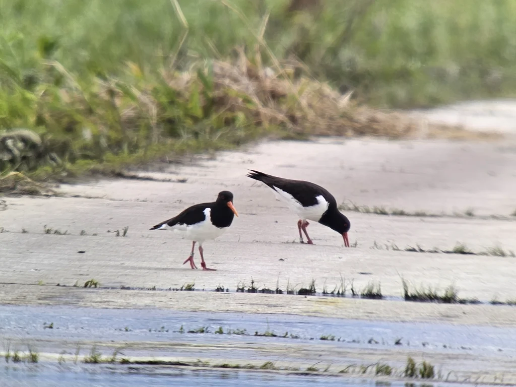 蛎鹬(Haematopus ostralegus)