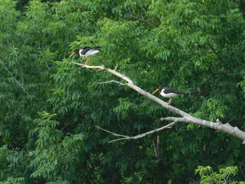 蛎鹬(Haematopus ostralegus)
