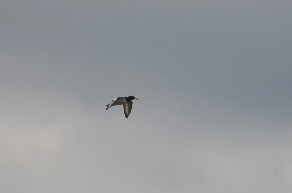 蛎鹬(Haematopus ostralegus)
