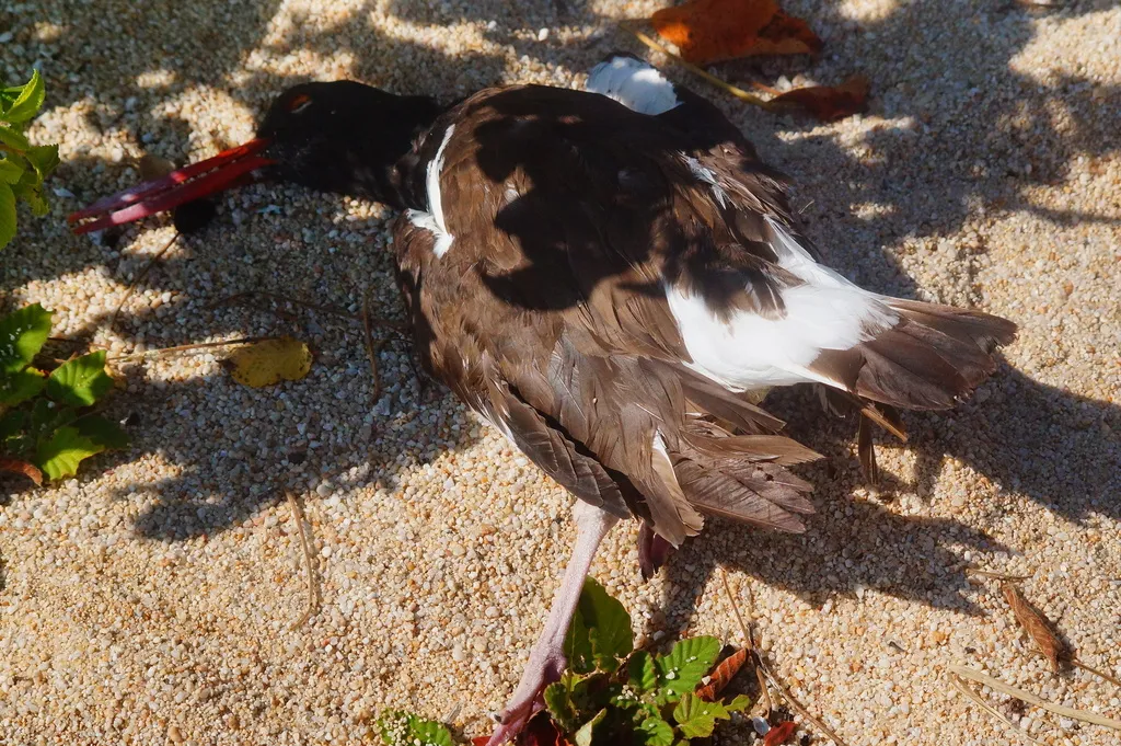 美洲斑蛎鹬（Haematopus palliatus）