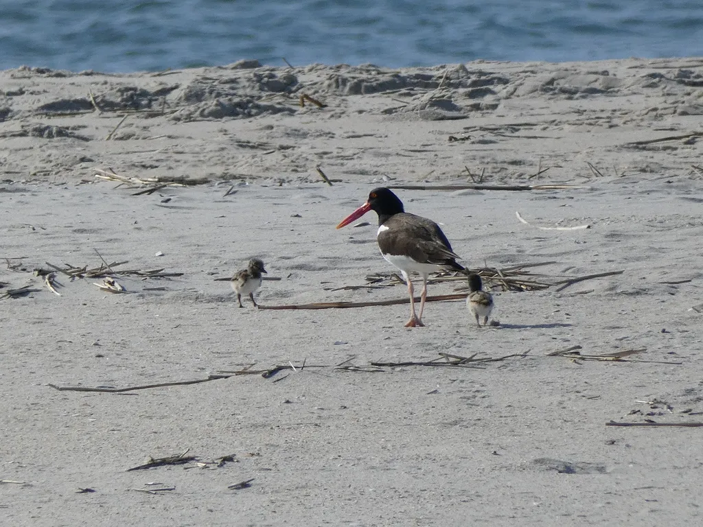 美洲斑蛎鹬（Haematopus palliatus）