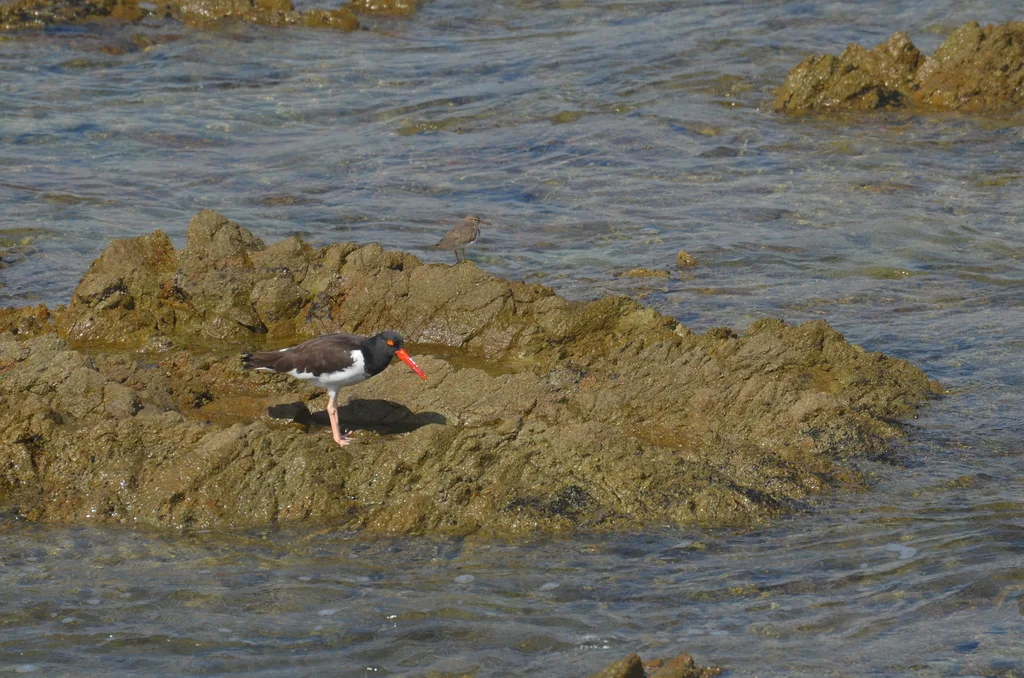 美洲斑蛎鹬（Haematopus palliatus）