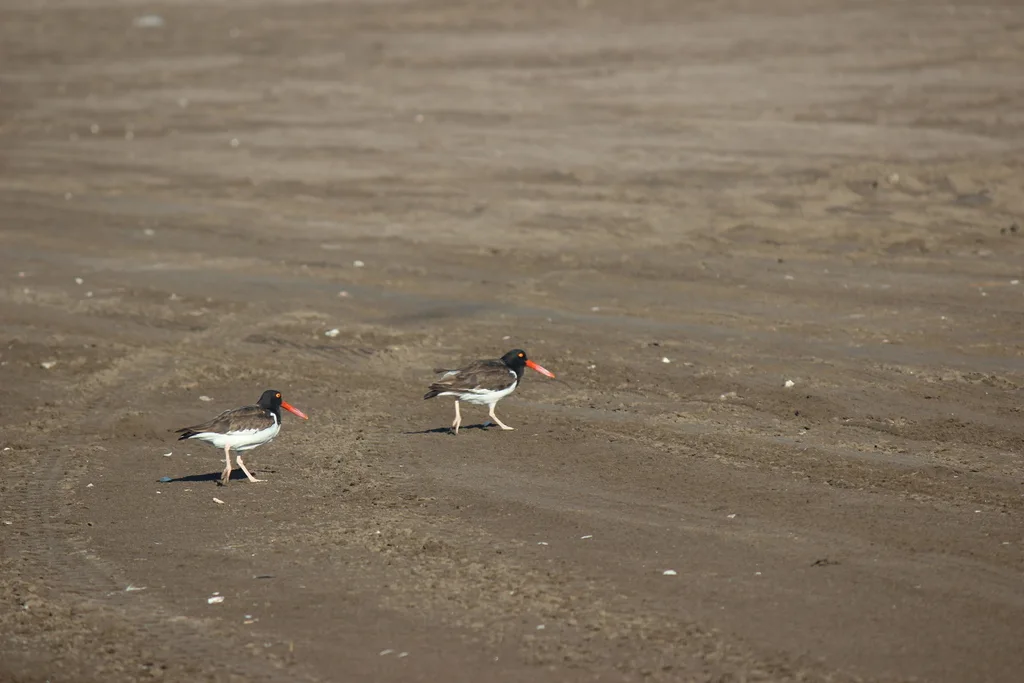 美洲斑蛎鹬（Haematopus palliatus）