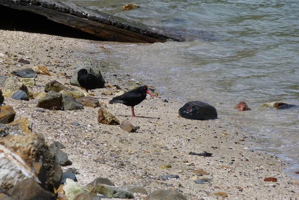 新西兰蛎鹬(Haematopus unicolor)
