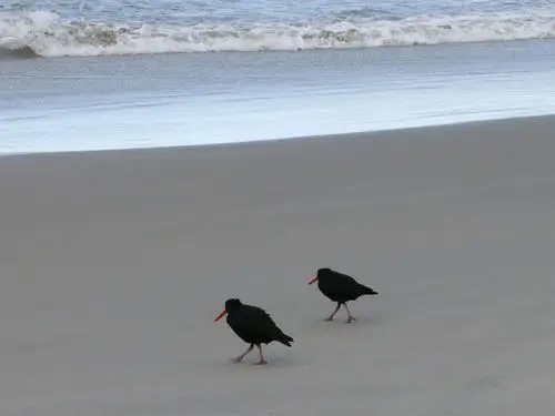 新西兰蛎鹬(Haematopus unicolor)