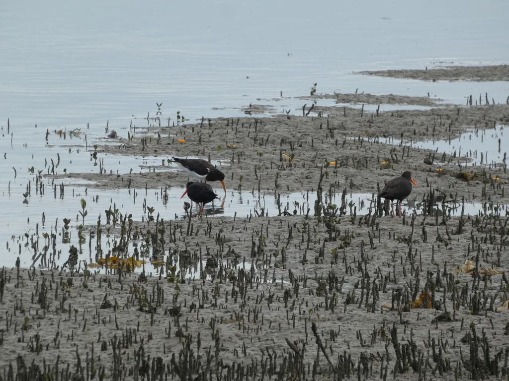 新西兰蛎鹬(Haematopus unicolor)