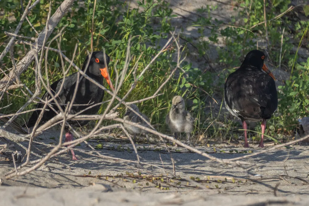 新西兰蛎鹬(Haematopus unicolor)