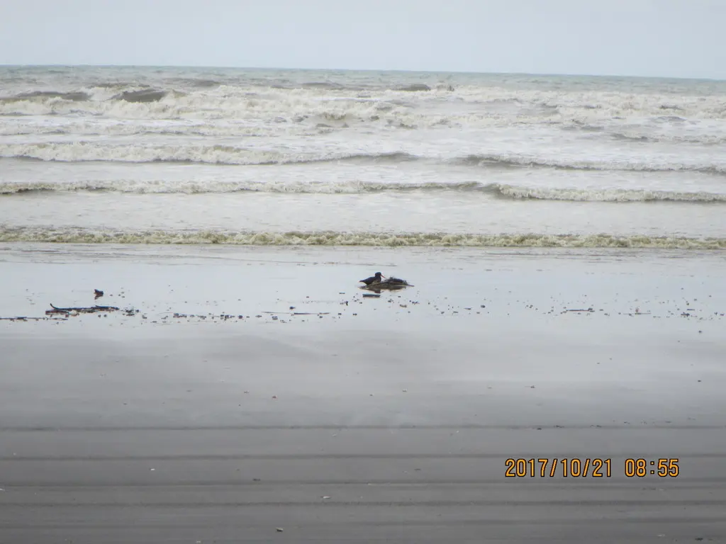 新西兰蛎鹬(Haematopus unicolor)