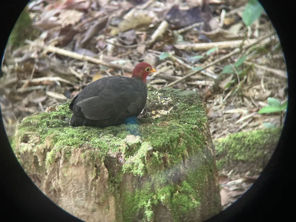 红头林鹧鸪（Haematortyx sanguiniceps）