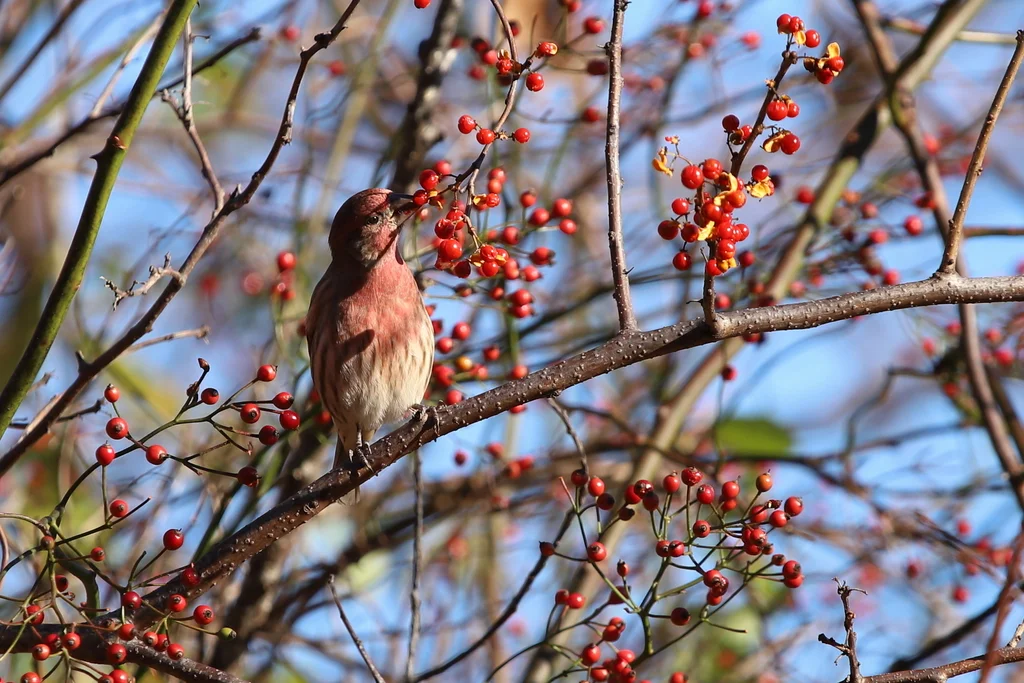 家朱雀(Haemorhous mexicanus)