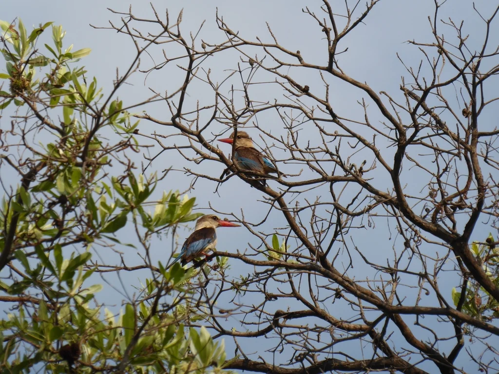 褐头翡翠(Halcyon albiventris)