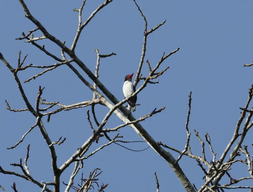 栗背翡翠(Halcyon badia)
