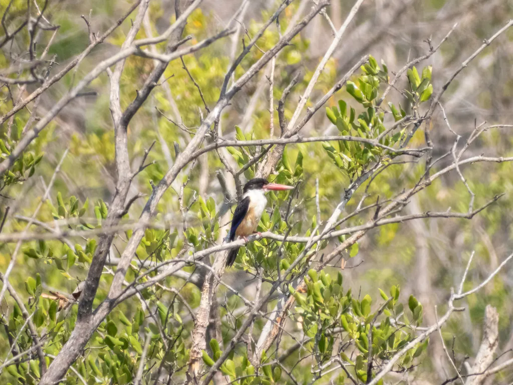 蓝翡翠(Halcyon pileata)