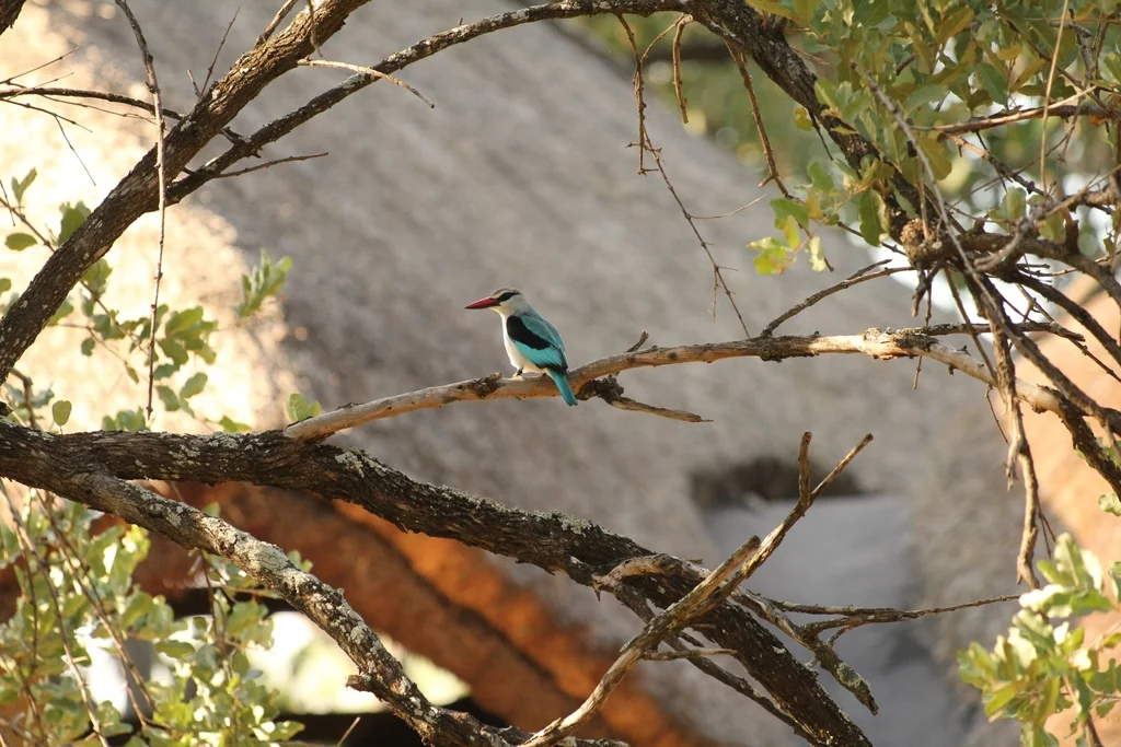 非洲林翡翠(Halcyon senegalensis)