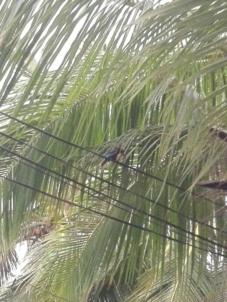 白胸翡翠(Halcyon smyrnensis)