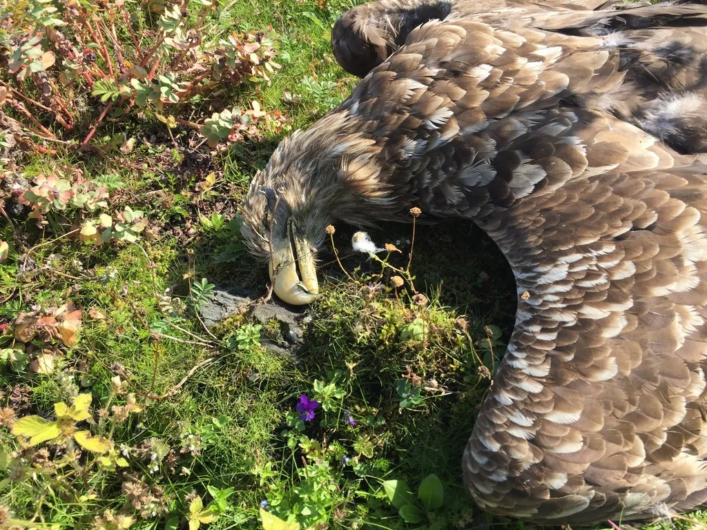 白尾海雕(Haliaeetus albicilla)