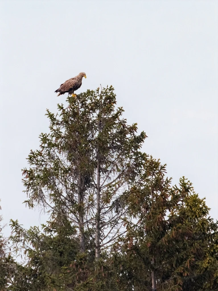 白尾海雕(Haliaeetus albicilla)