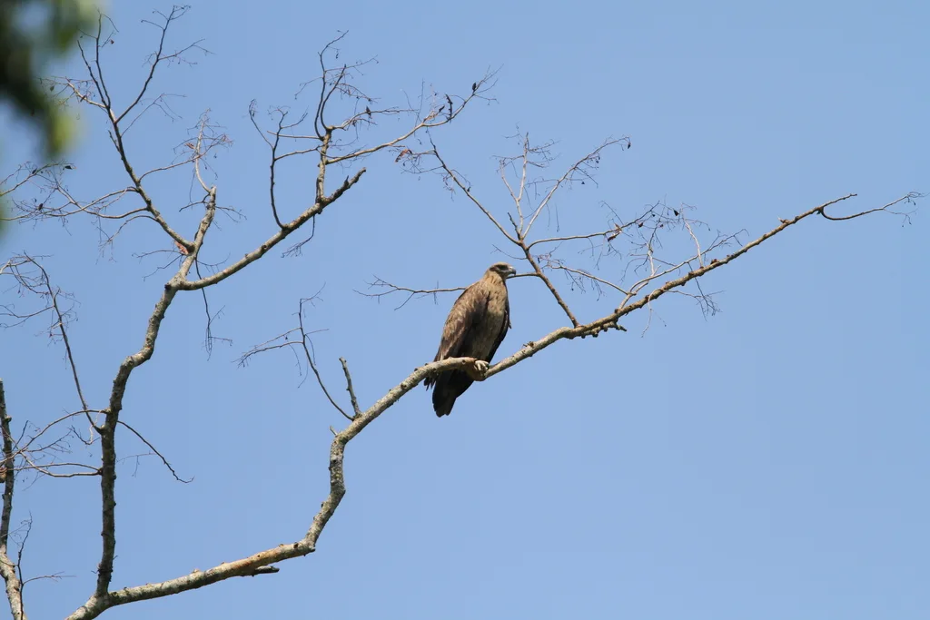 玉带海雕(Haliaeetus leucoryphus)