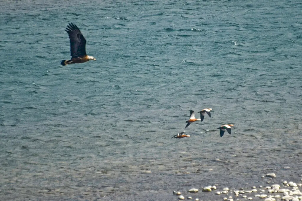 玉带海雕(Haliaeetus leucoryphus)