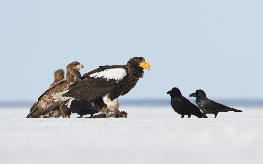 虎头海雕(Haliaeetus pelagicus)
