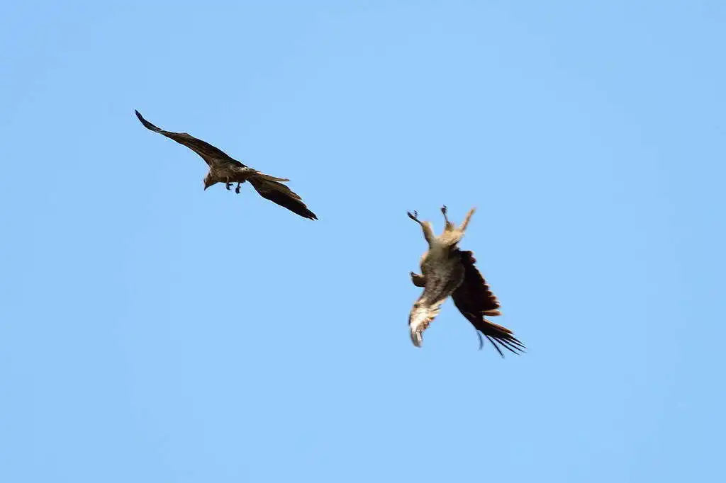 啸鸢(Haliastur sphenurus)