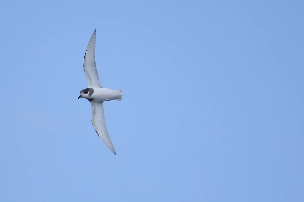 蓝鹱(Halobaena caerulea)