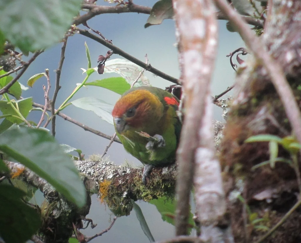 锈脸鹦哥(Hapalopsittaca amazonina)