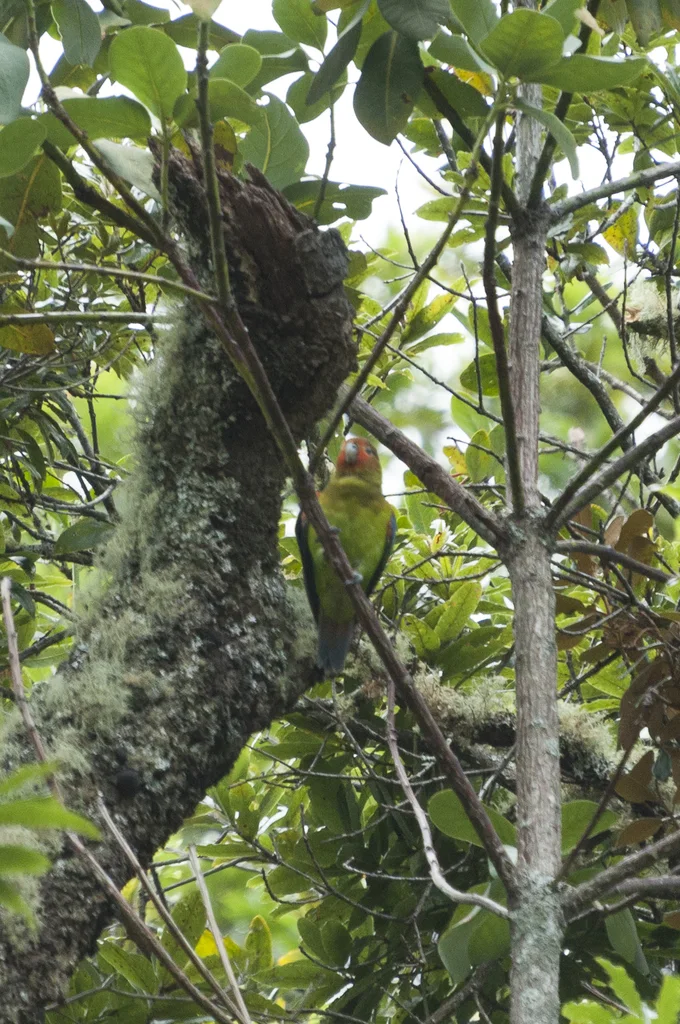 锈脸鹦哥(Hapalopsittaca amazonina)