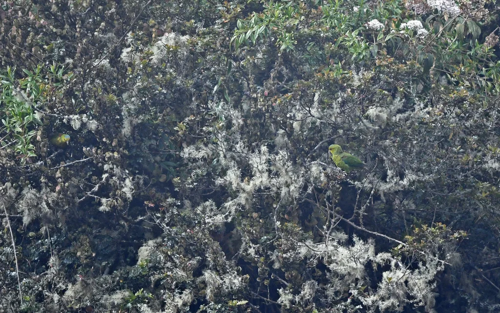 红肩鹦哥(Hapalopsittaca fuertesi)