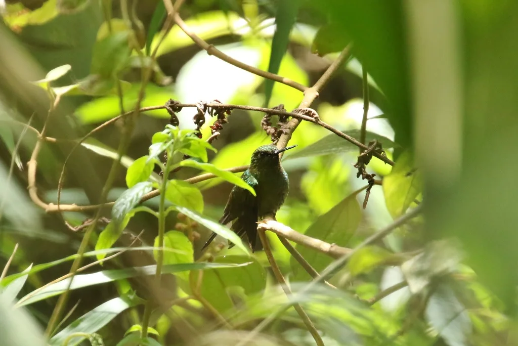 淡绿蓬腿蜂鸟(Haplophaedia aureliae)