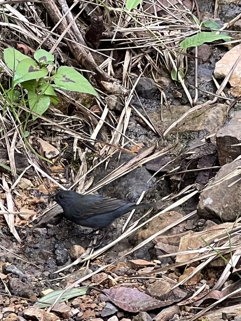 蓝灰雀鹀(Haplospiza rustica)