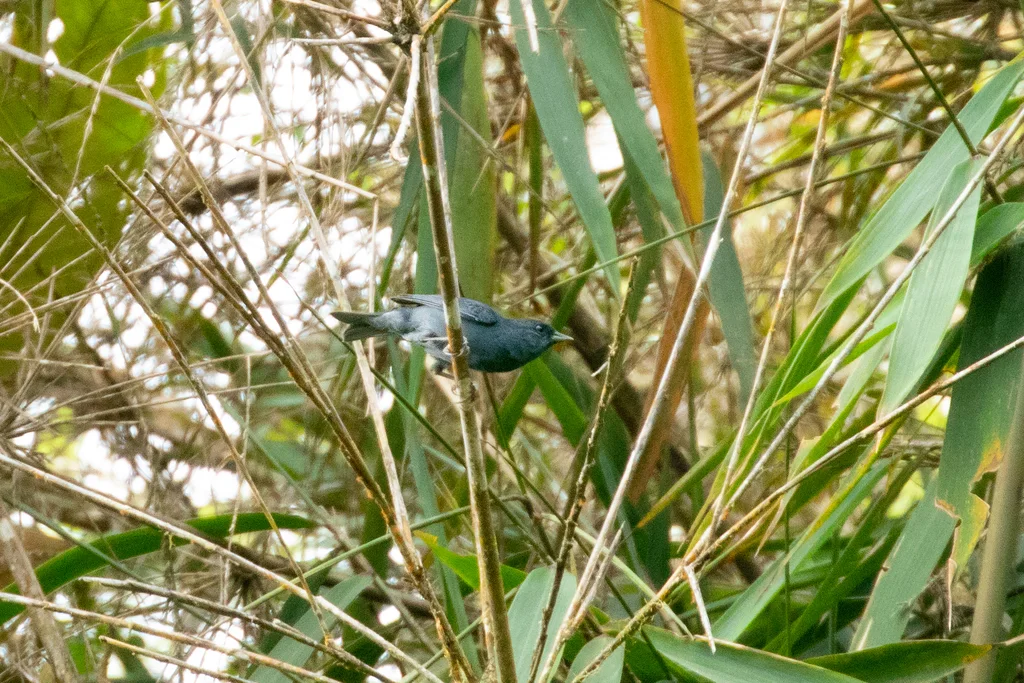 蓝灰雀鹀(Haplospiza rustica)