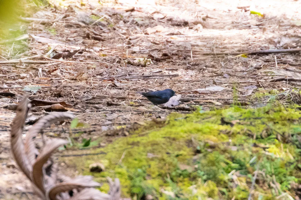 蓝灰雀鹀(Haplospiza rustica)